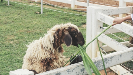 Sheep farmの写真素材