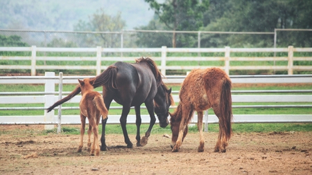 Horse in the farmの写真素材