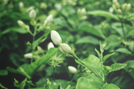 Jasmineの写真素材