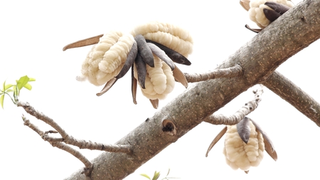 Kapokの写真素材