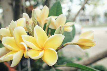 Frangipani flower on tree
