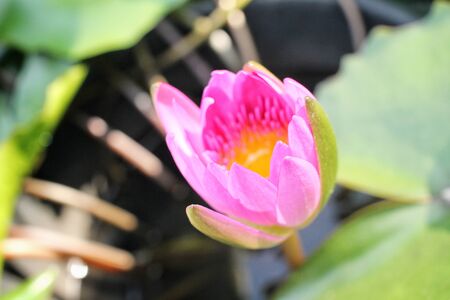 Lotus flower in the pondの写真素材