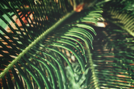 Palms leaves