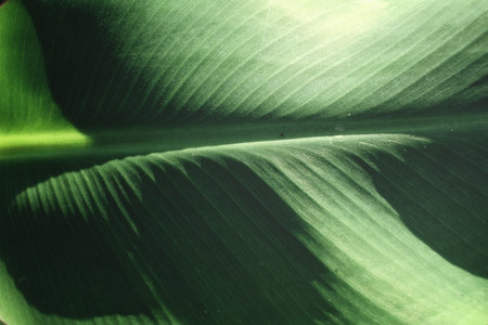 Banana leaves background