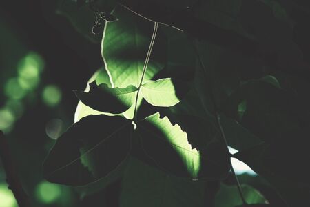 Green leaves with shadowの写真素材