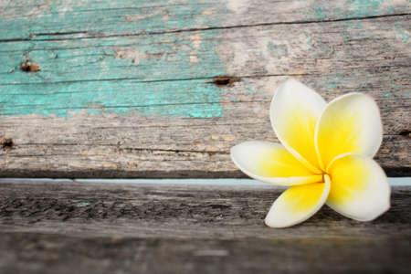 White frangipani flowerの写真素材