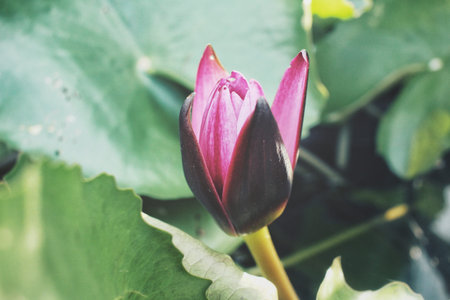 Lotus flower in the pondの写真素材