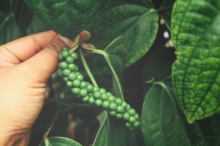 Peppercorns with handの写真素材