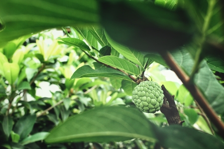 Sugar appleの写真素材