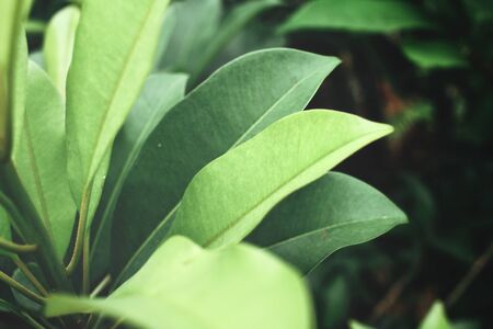 Green leavesの写真素材