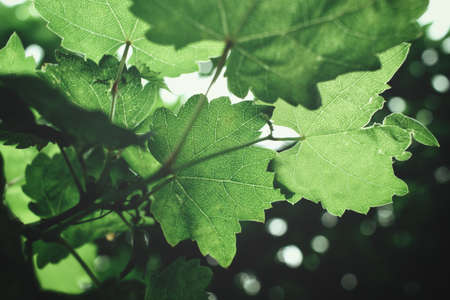 Grape leavesの写真素材