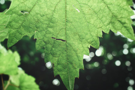 Grape leavesの写真素材