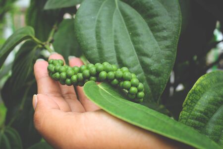 Peppercorns with handの写真素材