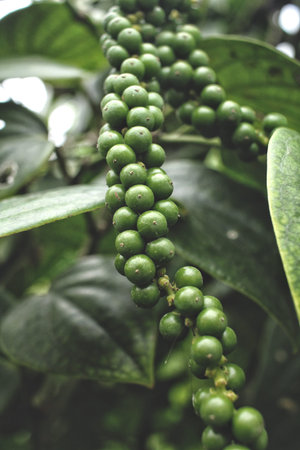 Peppercorns on treeの写真素材