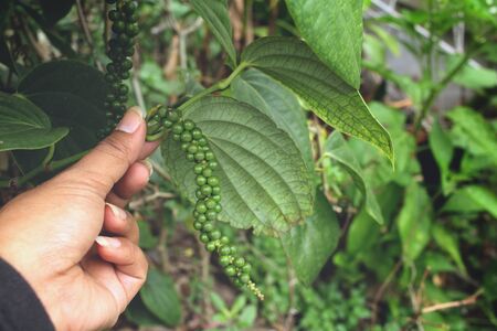 Peppercorns with handの写真素材