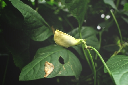 Long bean treeの写真素材