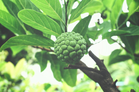 Sugar apple