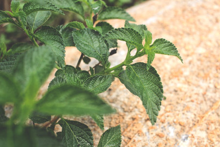 Green leaves