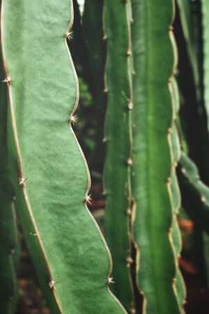 Dragon fruit treeの写真素材