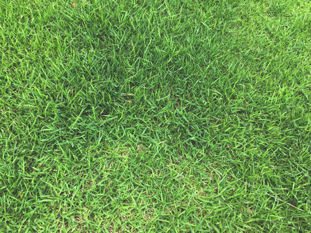 Grass background