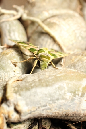 Beautiful butterfly on the treeの写真素材