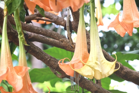 Orange flowersの写真素材