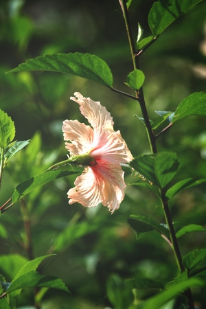 Hibiscus flower - orange flowerの写真素材