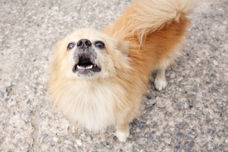 Chihuahua dogの写真素材