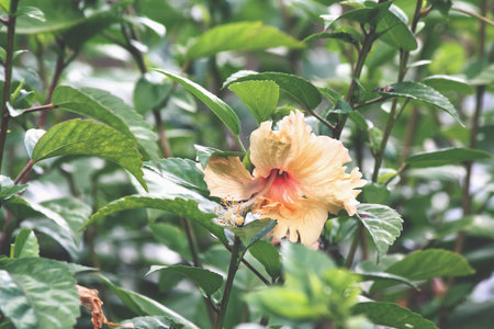 Hibiscus flower - orange flowerの写真素材