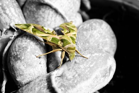 Beautiful butterfly on the treeの写真素材