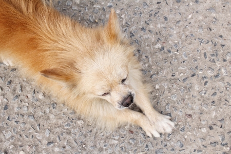 Chihuahua dogの写真素材