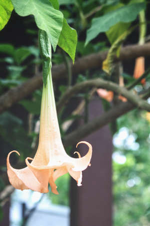 Orange flowersの写真素材