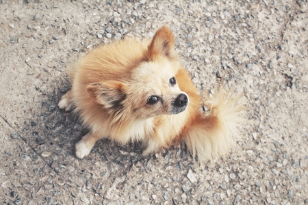 Chihuahua dogの写真素材