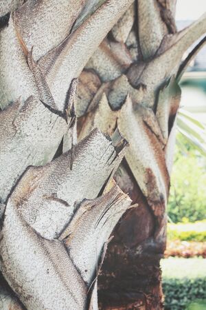 Palms leavesの写真素材