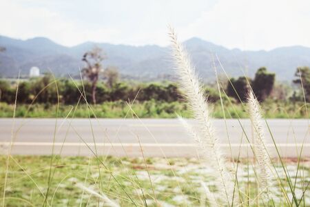 Grass flowersの写真素材