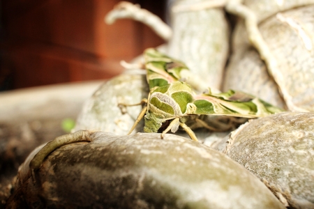 Beautiful butterfly on the treeの写真素材
