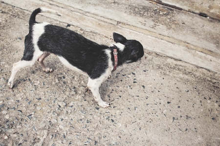 Chihuahua dogの写真素材