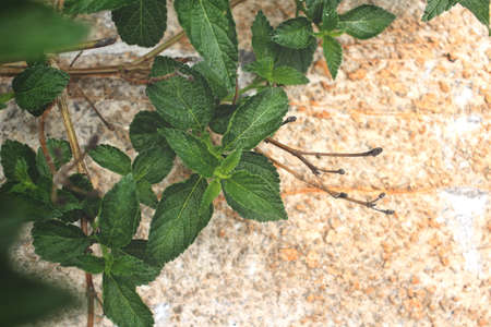 Green leavesの写真素材