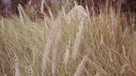 Grass flowersの写真素材