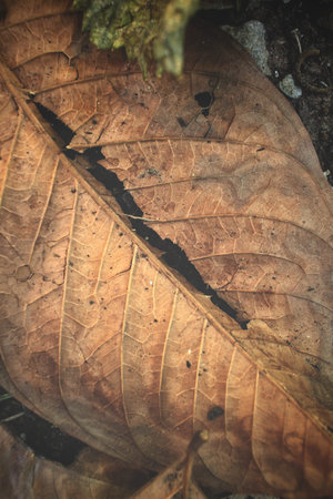 Dried leaves