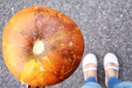 Cantaloupe melonの写真素材