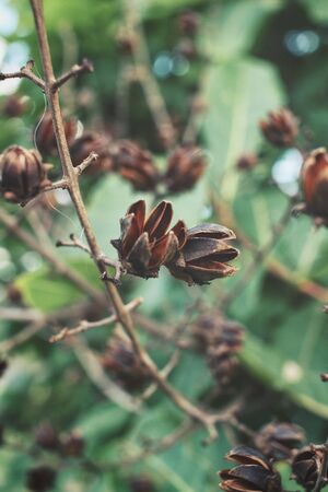 Dry flowersの写真素材