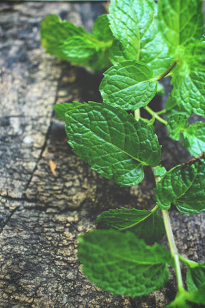 Pepper mint leaves