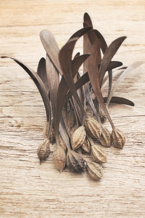 Dry flowersの写真素材