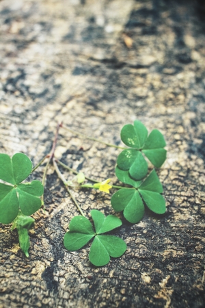 Clover leavesの写真素材
