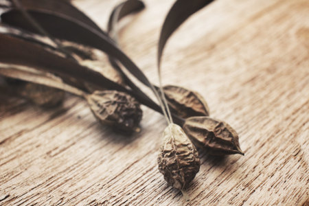 Dry flowersの写真素材