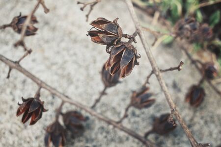 Dry flowersの写真素材