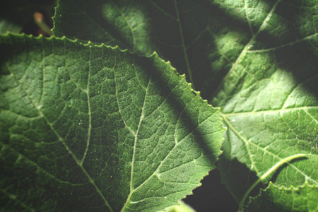 Green leaves