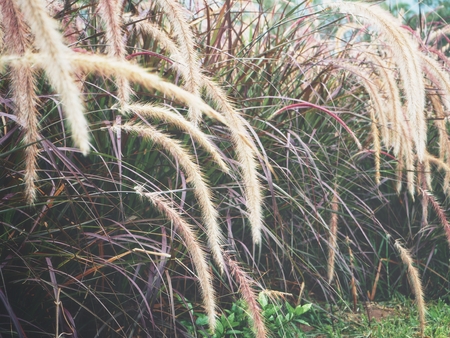 Grass flowersの写真素材