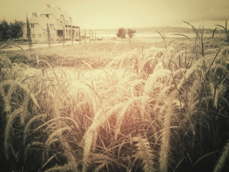 Grass flowersの写真素材